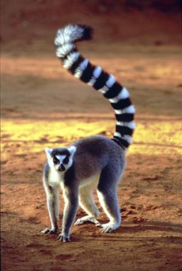 Ring-Tailed-Lemur